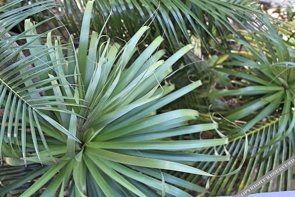 Howlita Tulum - Adult Only México